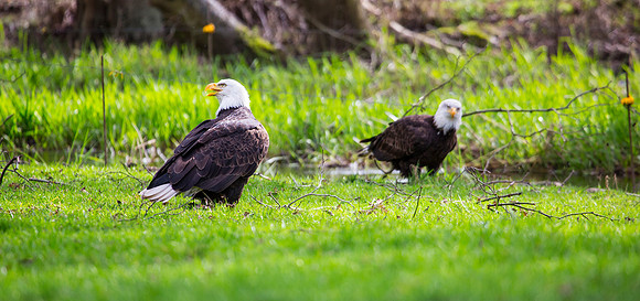 Bald Eagles