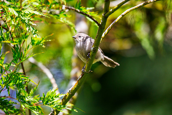 Bushtit (Fledgling)