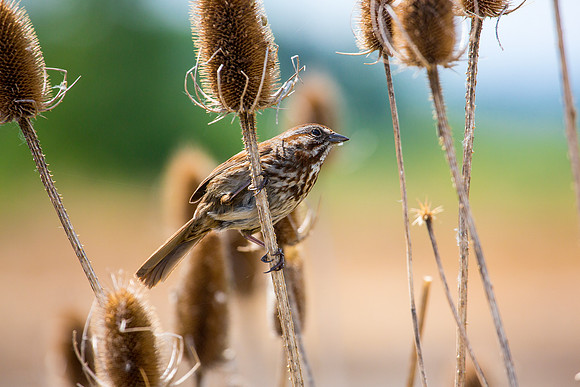 Song Sparrow