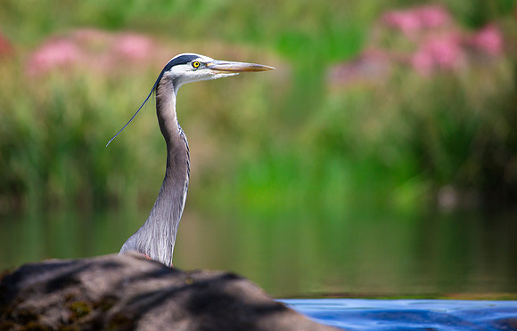 Great Blue Heron