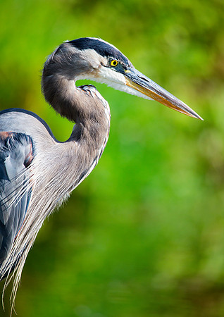 Great Blue Heron