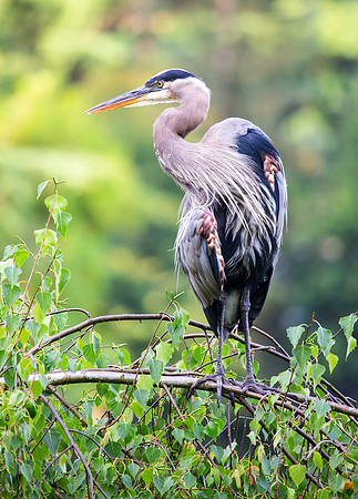 Great Blue Heron