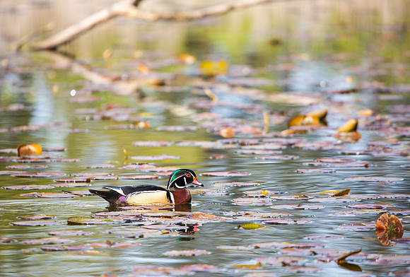 Wood Duck