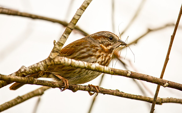 Song Sparrow