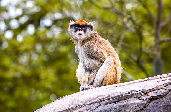 Patas Monkey