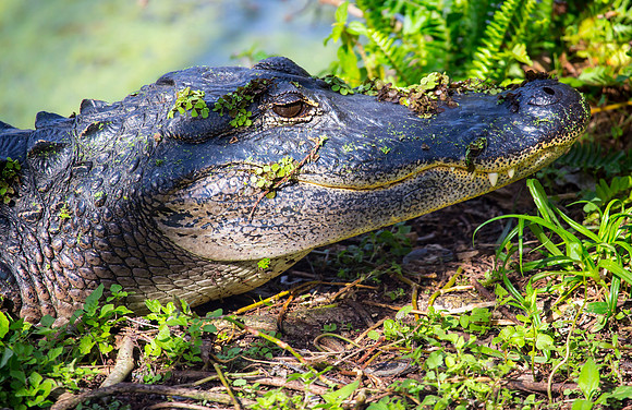American Alligator
