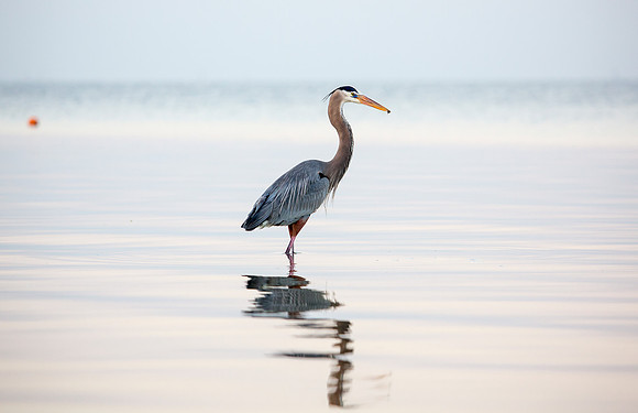Great Blue Heron