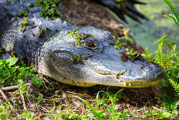 American Alligator