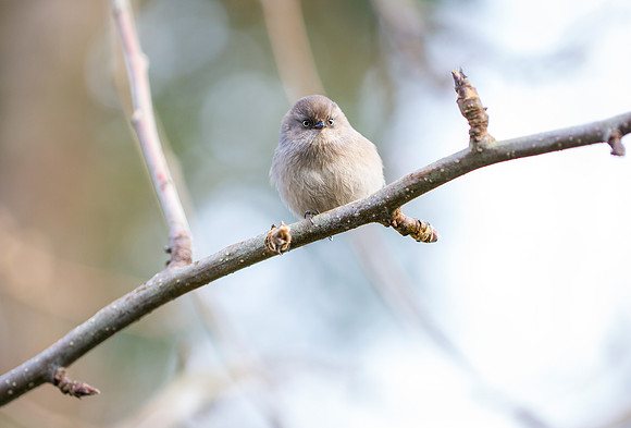 Bushtit (Female)