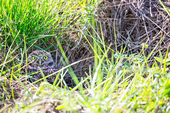 Burrowing Owl