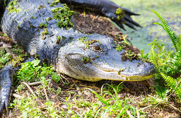 American Alligator