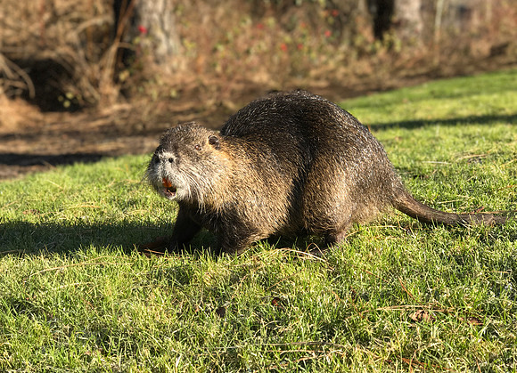 Nutria