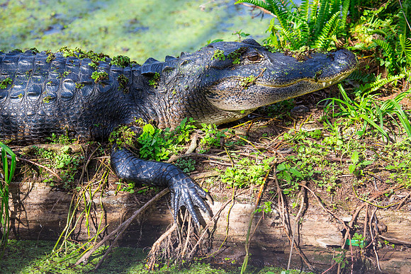American Alligator
