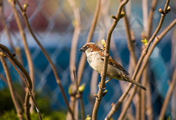 House Sparrow