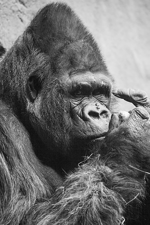 Gorilla