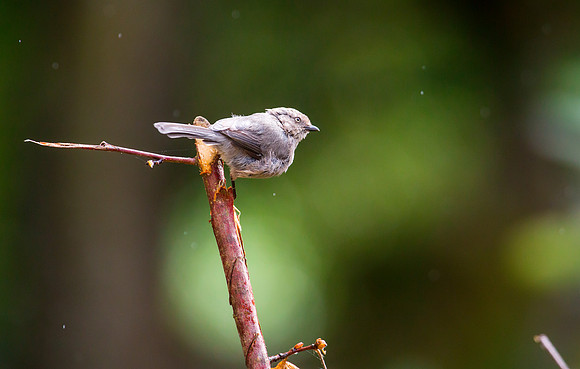 Bushtit (Female)
