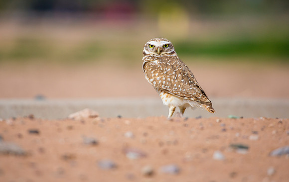 Burrowing Owl
