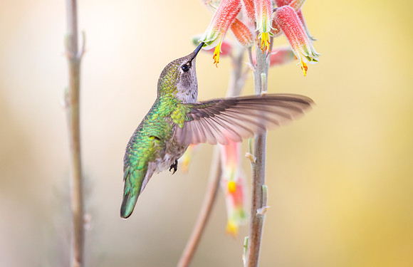Anna's Hummingbird
