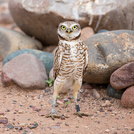 Burrowing Owl