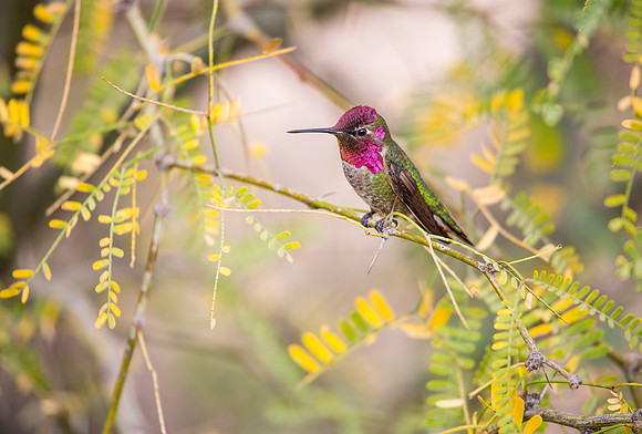Anna's Hummingbird