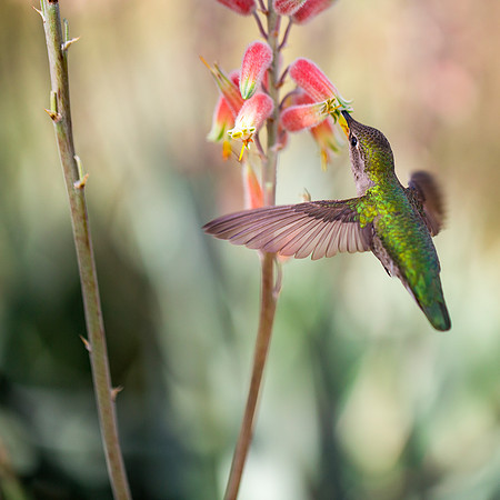 Anna's Hummingbird