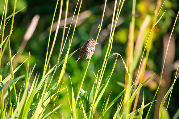 Song Sparrow