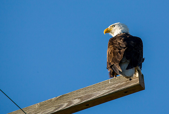 Bald Eagle