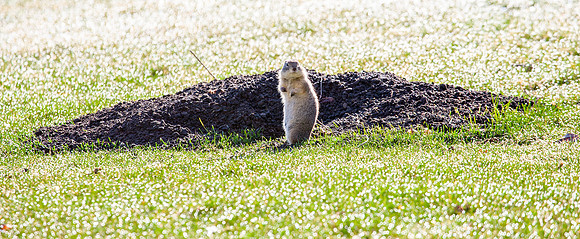 Prairie Dog