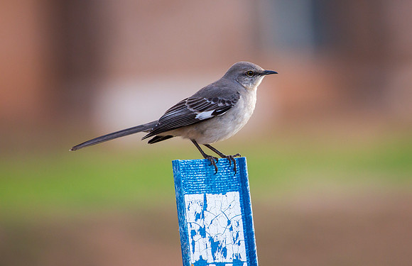 Northern Mockingbird