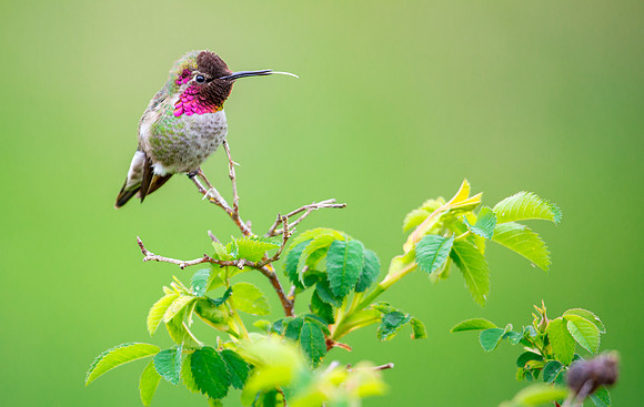 Anna's Hummingbird
