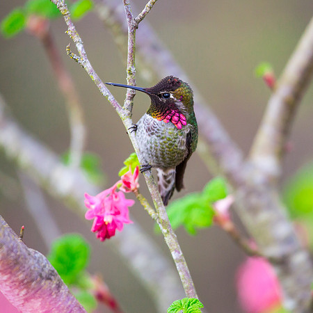 Anna's Hummingbird