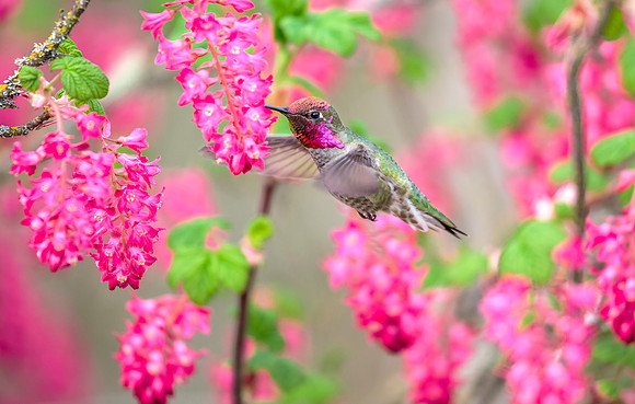 Anna's Hummingbird