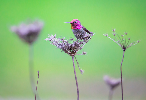 Anna's Hummingbird