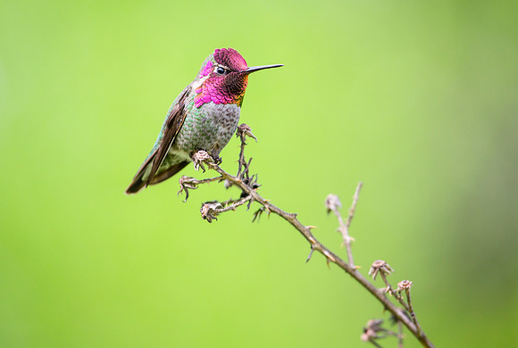 Anna's Hummingbird
