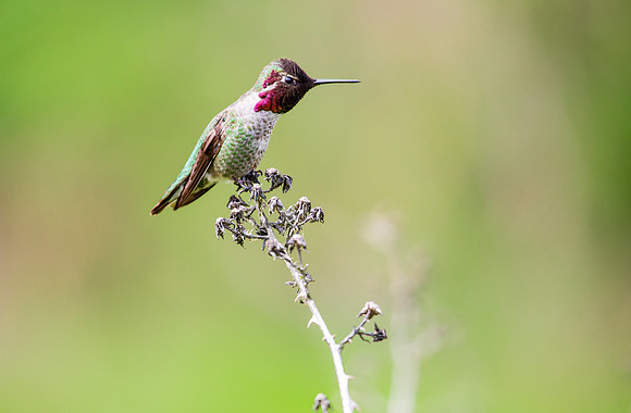 Anna's Hummingbird