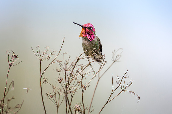 Anna's Hummingbird