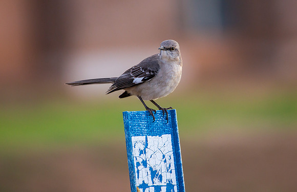 Northern Mockingbird