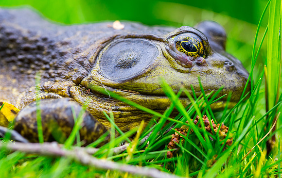 American Bullfrog (Male)