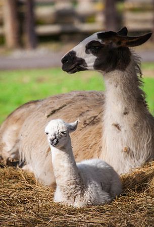 Llamas