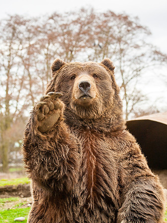 Brown Bear