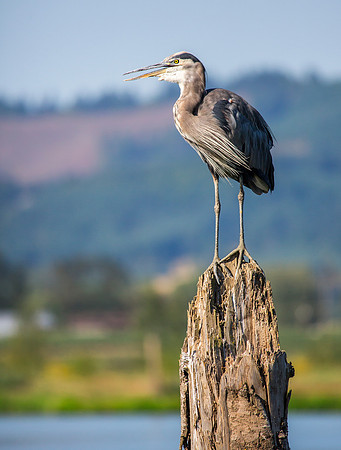 Great Blue Heron