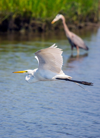 Great Egret (with Great Blue Heron)