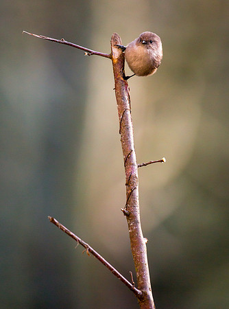 Male Bushtit