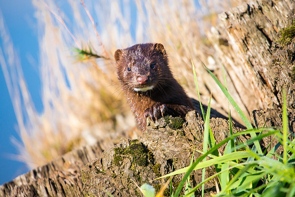 Mink