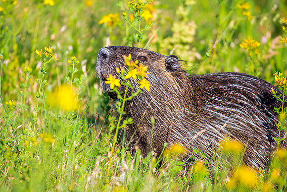 Nutria