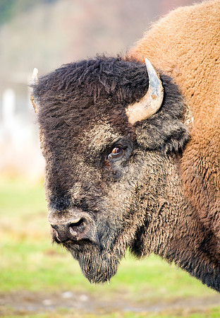 American Bison