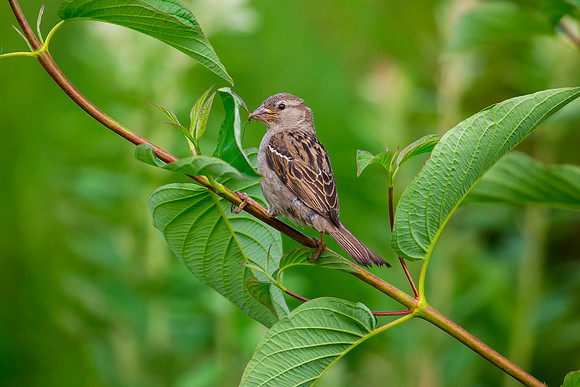 House Sparrow (Female)