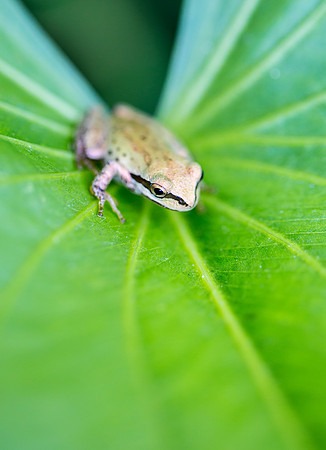 Pacific Tree Frog