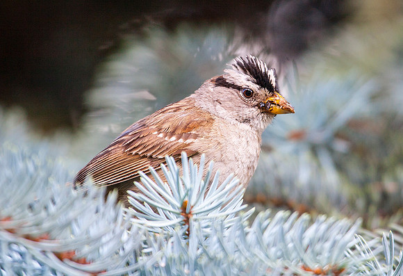 White Crowned Sparrow