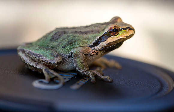 Pacific Tree Frog